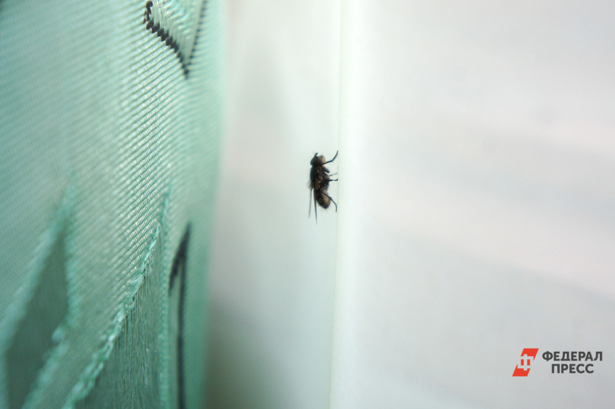 Уже сейчас встречаются отдельные особи, пережившие зиму и нападающие на людей.  Фото: Фото: ФедералПресс / Елена Майорова