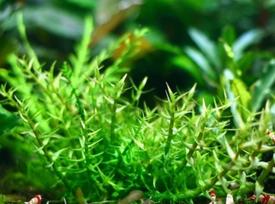 ## Гратиола висцидула - изящное растение для нано-аквариумов ### Описание растения **Гратиола висцидула** (Gratiola viscidula) - компактное аквариумное растение с характерным строением и неприхотливым характером. Относится к числу идеальных растений для начинающих аквариумистов. ### Внешний вид **Особенности строения**: * Стройный, компактный стебель * Ярко-зеленый окрас * Жесткая структура * Высота: 5-7 см * Крестообразное расположение листочков * Маленькие листья с острыми кончиками ### Условия содержания **Параметры воды**: * Мягкая вода * Слабокислая реакция * Желательна подача CO2 **Освещение**: * От среднего до сильного * Равномерное освещение **Оптимальные условия использования**: * Небольшие аквариумы * Нано-аквариумы * Передний план * Почвопокровное растение * Создание живых композиций ### Особенности роста **Характеристики развития**: * Скорость роста: медленная * Образует густые заросли * Разрастается через корневища * Формирует целые семейства растений ### Рекомендации по уходу * Обеспечить мягкую воду * Поддерживать слабокислую реакцию * Обеспечить подачу CO2 * Контролировать освещение * Предоставить достаточно места для разрастания * Регулярно удалять отмершие части Гратиола висцидула станет отличным выбором для начинающих аквариумистов, желающих создать уютный уголок в небольшом аквариуме. При правильном уходе растение формирует красивые заросли и добавляет композиции особую декоративность благодаря своему компактному размеру и изящному внешнему виду.