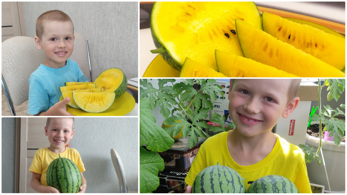 Чтобы вырастить арбуз на балконе, нам понадобиться - горшок ( 15 л ), семена арбузов, грунт универсальный, перлит или вермикулит, удобрение для бахчевых Гуми Оми и место на балконе для того чтобы подвязать наш арбуз.                                                    Начнем с подготовки грунта смешиваем универсальный грунт с перлитом или вермикулитом( я брала на 15 л горшок - 2 л вермикулита ) все тщательно перемешиваем и добавляю в эту землю удобрение Гуми Оми 2 столовые ложки. Засыпаем все в горшок, на дно горшка можно выложить керамзит примерно сантиметр.Зкмлю хорошо уплотняем и сажаем несколько семечек арбузов. Для балкона выбираем порционные арбузы ( 2-4 кг), так как они быстро набирают сахара и поспевают за 30 дней с момента опыления. Мне очень нравиться арбуз фейерверк, для балкона отличный вариант.  