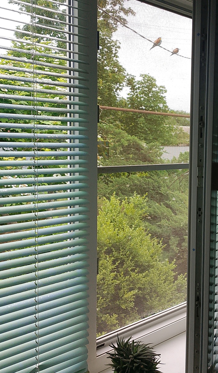 А из нашего окна парочка щурков видна!