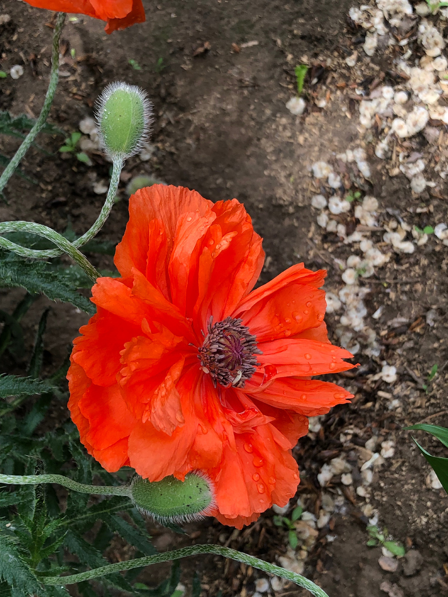 Маки расцвели на придомовом участке