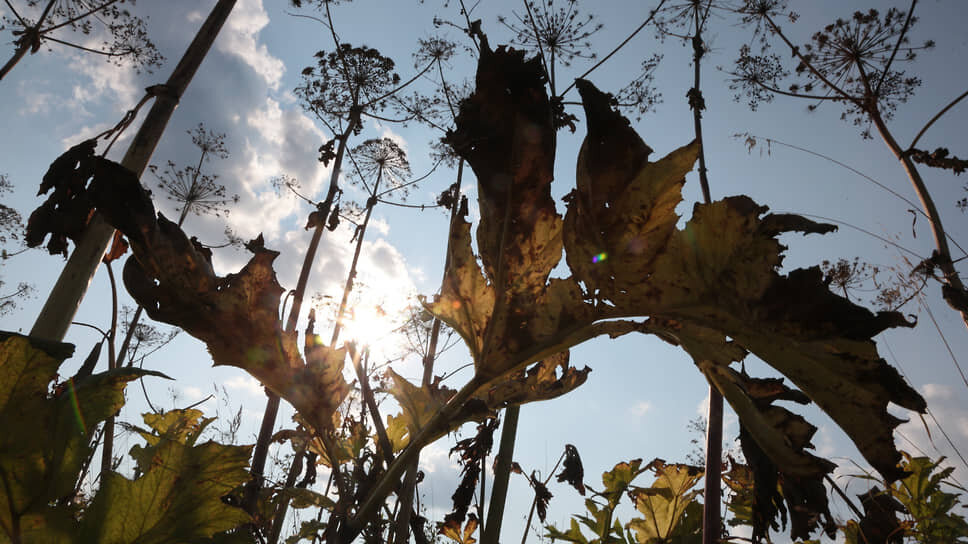 Фото: Максим Кимерлинг / Коммерсантъ