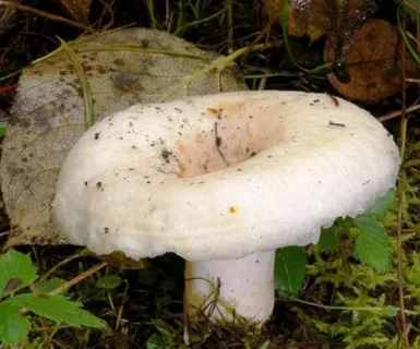 Из открытых источников