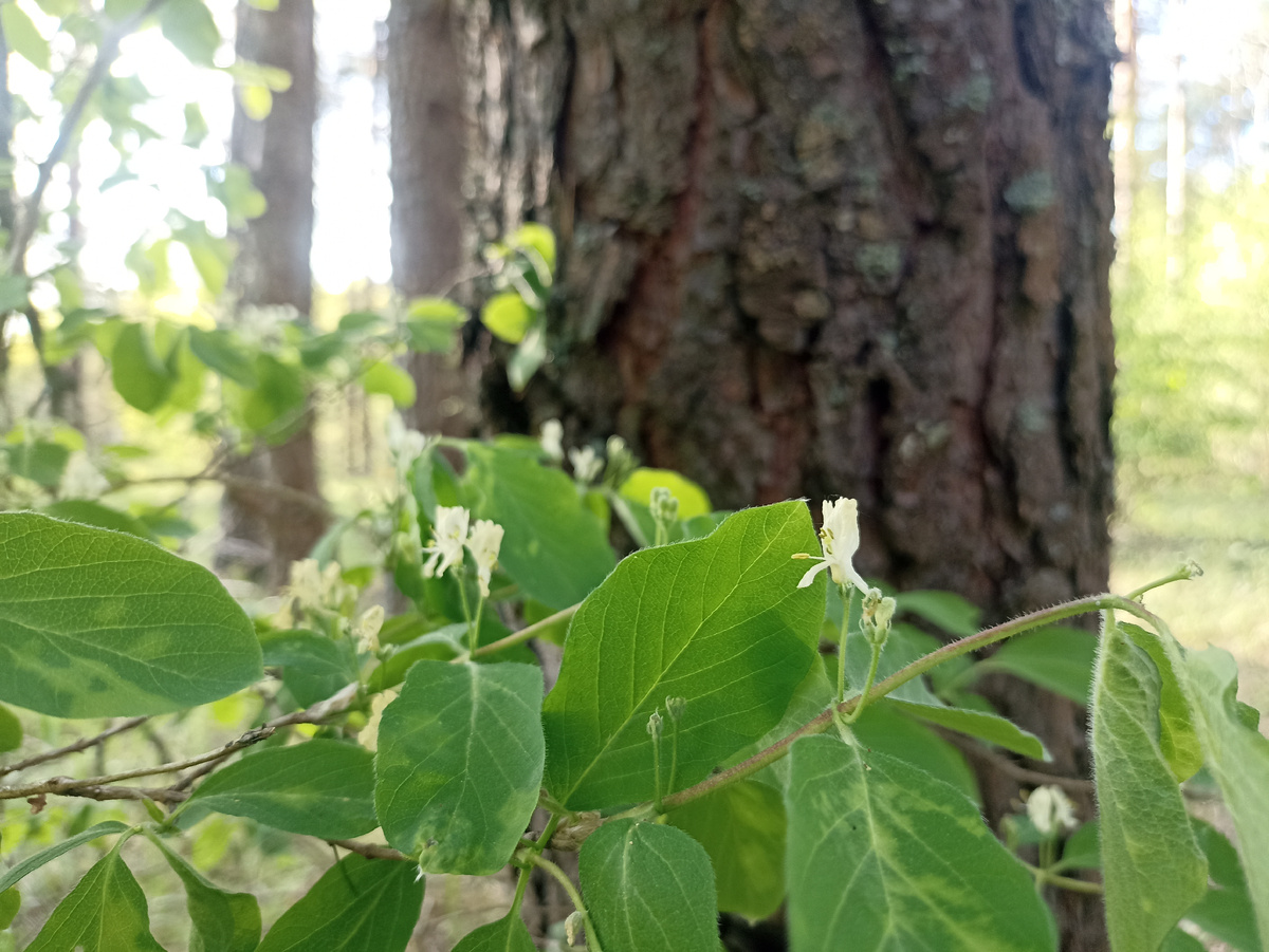 Весенние краски