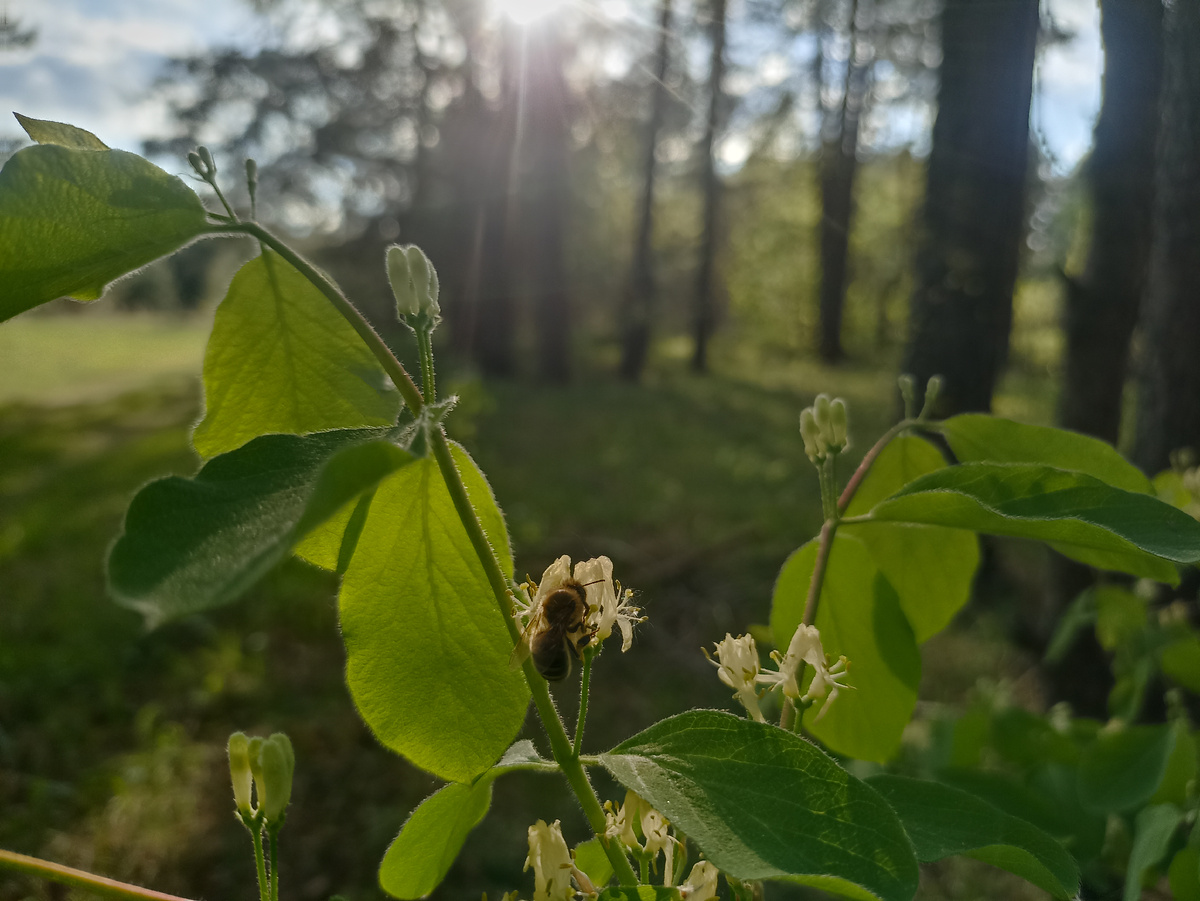 Пчела и весенние краски