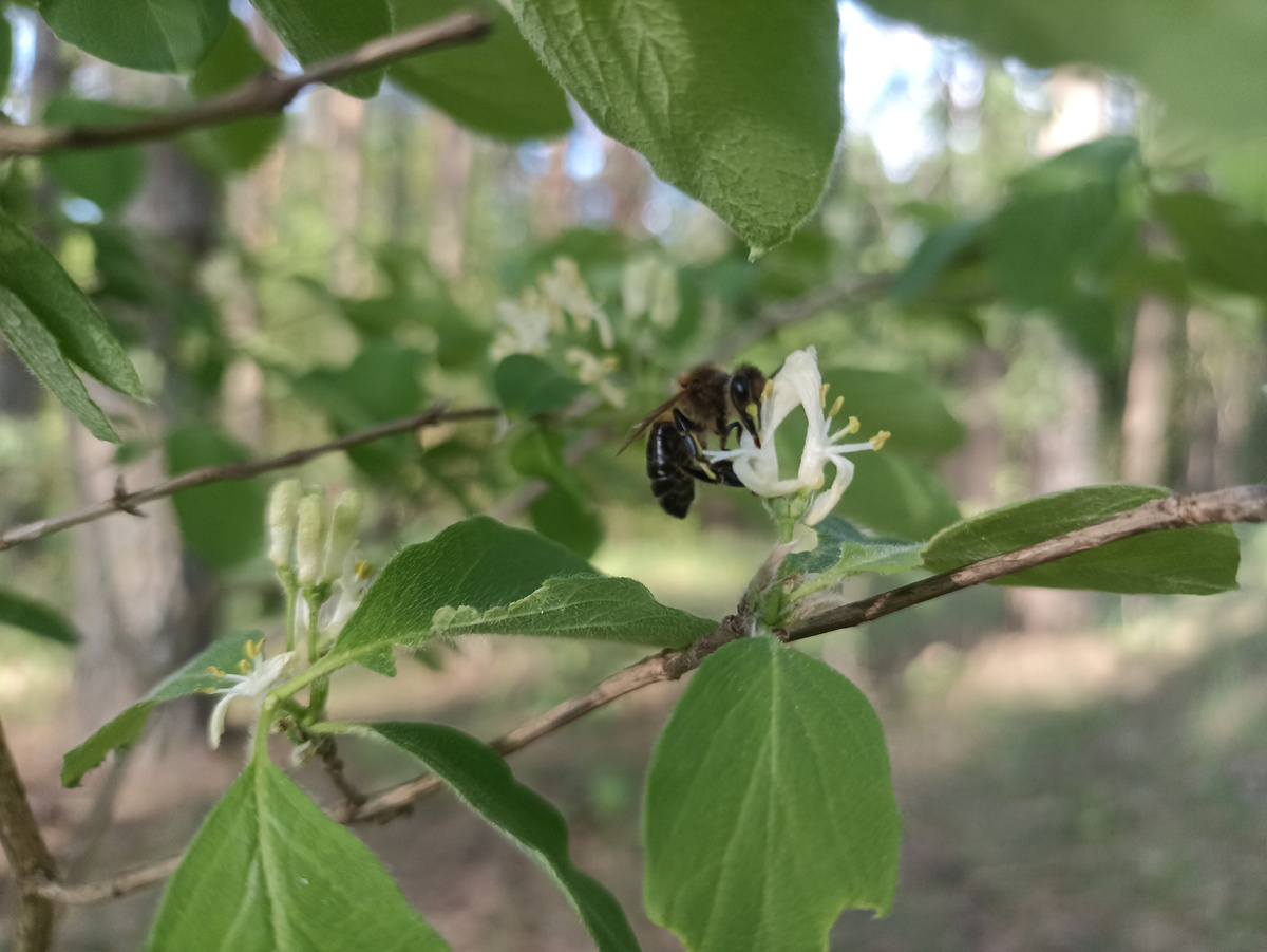 Пчела и весенние краски. Листайте галерею