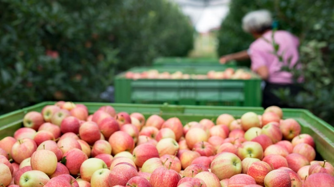 фото: aleksandarlittlewolf / freepik.com