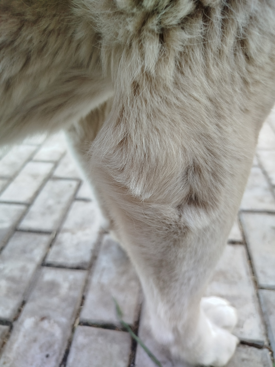 Вторая лапа Магды без мозолей