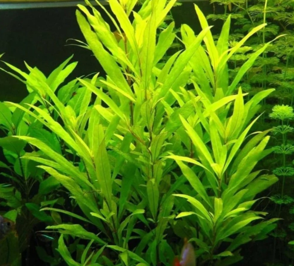 ## Гигрофила лимоник - изящное украшение аквариума### Описание растения**Гигрофила лимоник** - эффектное аквариумное растение с характерной геометрической формой куста и серебристым оттенком листьев.### Внешний вид**Характеристики растения**:* Высота: 30-50 см* Ширина: 15-20 см* Окрас листьев: зеленый с серебристым оттенком* Особенности: крестовое расположение листьев в мутовках* Правильная геометрическая форма куста### Условия содержания**Параметры воды**:* Температура: 20-28°C* pH: 5.5-8* GH: около 8**Освещение**:* Интенсивность: от 50 Лм/л* Продолжительность: достаточная для активного роста### Размещение в аквариуме**Оптимальные зоны**:* Средний план* Задний план* Создание вертикальных акцентов* Формирование живых композиций### Особенности роста* Скорость роста: медленная* Требует стабильных условий* Нуждается в хорошей фиксации в грунте* Формирует пышные кусты### Размножение**Способ размножения**:* Вегетативное* Требует особого ухода* Необходимо поддерживать оптимальные условия### Практическое применение**Использование в аквадизайне**:* Создание геометрических композиций* Оформление среднего и заднего плана* Формирование зеленых акцентов* Подходит для аквариумов с различной степенью оборудования### Рекомендации по уходу* Обеспечить достаточное освещение* Контролировать параметры воды* Предоставлять достаточно места для роста* Регулярно подрезать для формирования куста* Обеспечивать питательный грунт* Контролировать содержание натрия в водеГигрофила лимоник станет изысканным украшением аквариума благодаря своей уникальной форме и серебристому оттенку листьев. При правильном уходе растение формирует красивые кусты и может радовать владельца своей эффектной внешностью на протяжении длительного времени.**Важно**: растение чувствительно к содержанию натрия в воде, поэтому необходимо следить за этим параметром.