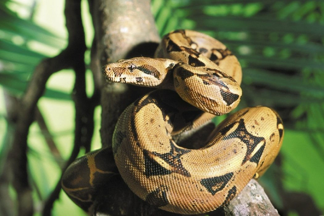    Фото: Екатеринбургский зоопарк