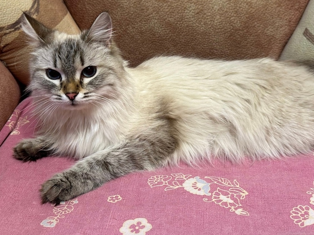 Асе не повезло с раннего детства. Она попала в очень плохие руки