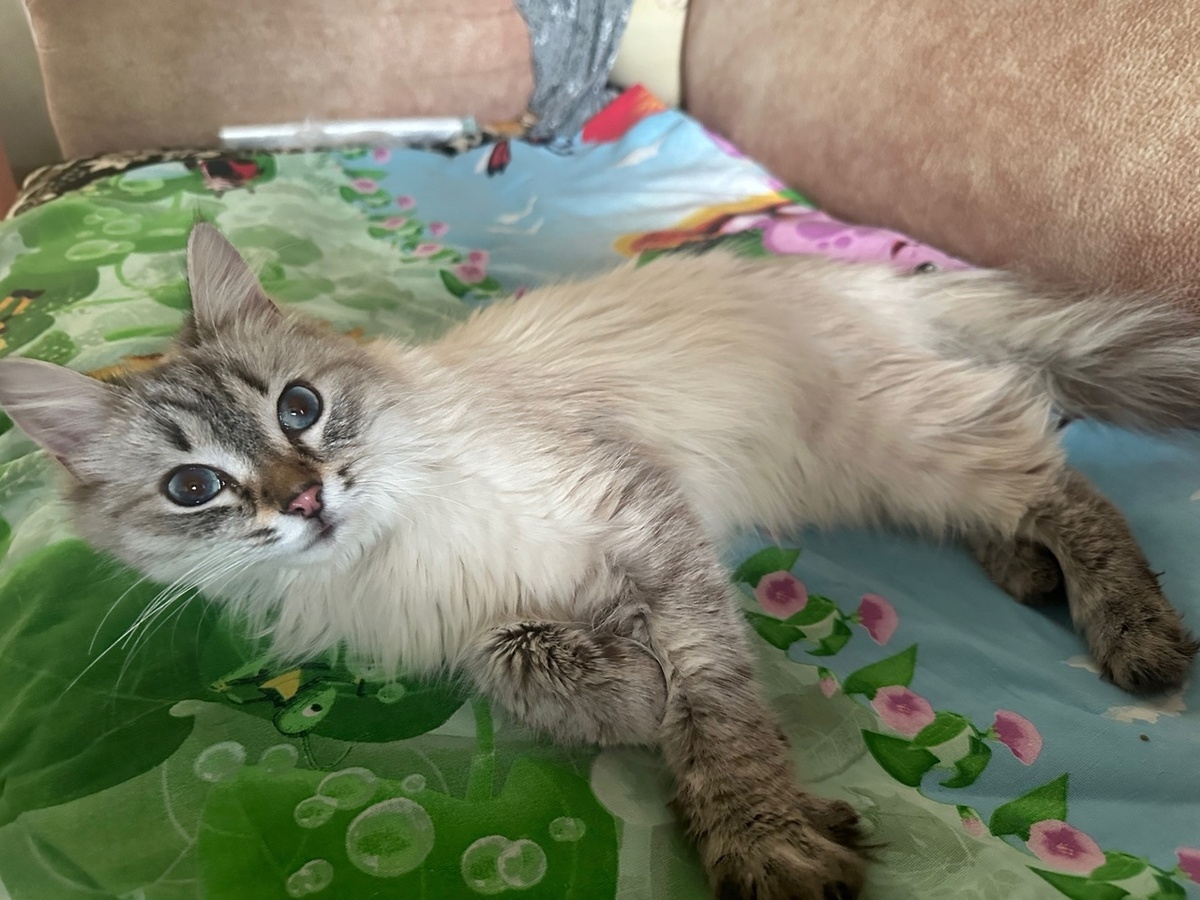 Под пушистой шерсткой невесомое тельце