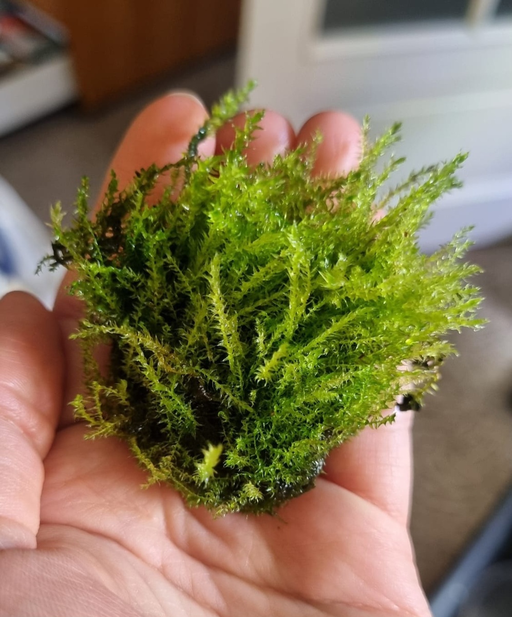 ## Мох Бабл - неприхотливый аквариумный декор### Описание растения**Мох Бабл** - популярное аквариумное растение, известное своей способностью образовывать характерные пузырьки кислорода. Отличается простотой в содержании и декоративными качествами.### Внешний вид**Характеристики растения**:* Высота: 5-15 см* Ширина: 10-15 см* Окрас: зеленый* Особенности: образование пузырьков кислорода* Компактная форма роста### Условия содержания**Параметры воды**:* Температура: 18-28°C* pH: 5.5-7.5* GH: 4-10* Подача CO2: не обязательна**Освещение**:* Интенсивность: сильное* Продолжительность: 10 часов в день### Размещение в аквариуме**Оптимальные зоны**:* Передний план* Средний план* Создание декоративных композиций* Формирование укрытий для рыб### Особенности роста* Скорость роста: средняя* Неприхотлив к субстрату* Требует качественной фильтрации воды* Формирует плотные заросли### Размножение**Способ размножения**:* Спорами* Требует стабильных условий* Необходимо поддерживать оптимальные параметры воды### Практическое применение**Использование в аквадизайне**:* Оформление переднего плана* Создание живых композиций* Формирование укрытий для мелких рыб* Декоративное оформление аквариума### Рекомендации по уходу* Обеспечить сильное освещение* Поддерживать качественную фильтрацию* Регулярно удалять отмершие части* Предоставлять достаточно места для роста* Обеспечивать хорошую циркуляцию водыМох Бабл станет отличным выбором для начинающих аквариумистов благодаря своей неприхотливости и декоративным качествам. При правильном уходе растение формирует красивые заросли и может служить укрытием для мелких рыбок.**Важно**: для поддержания здоровья растения необходимо обеспечить качественную фильтрацию воды и достаточное освещение.