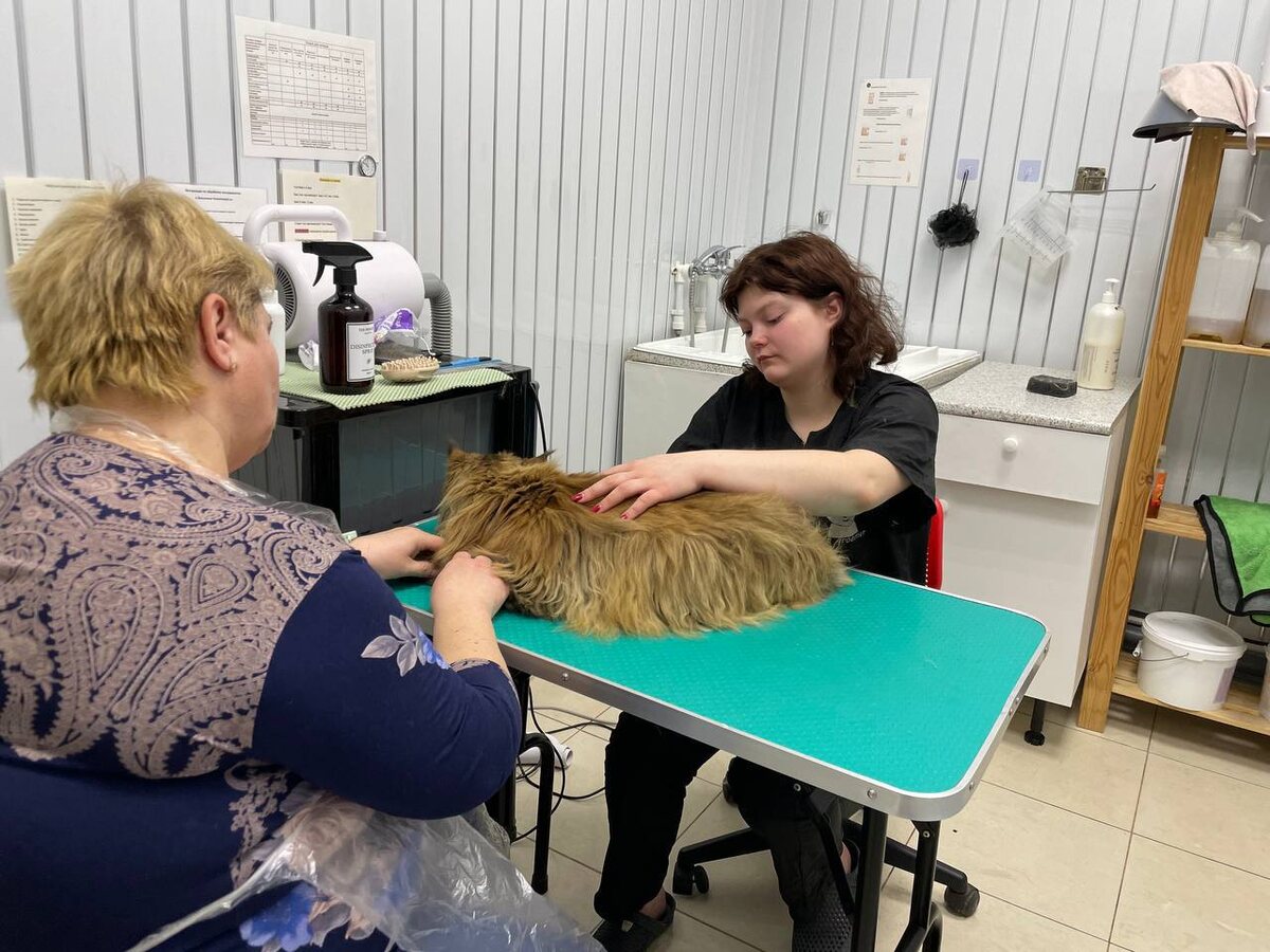 Груминг мейн-куна в присутствии владельца в кабинете для котиков.