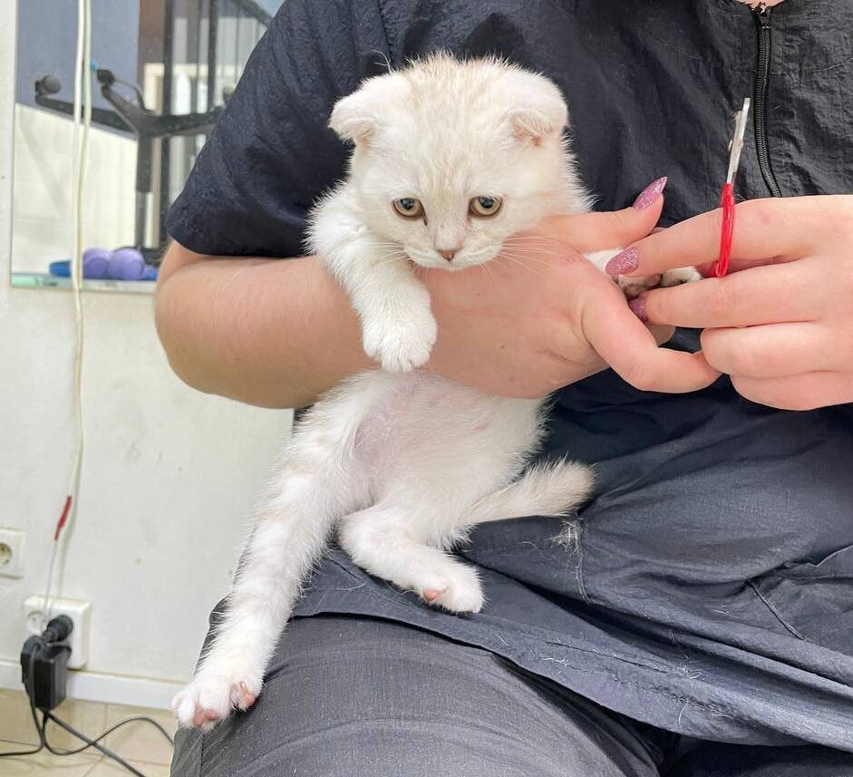 Котенок на комплексной процедуре