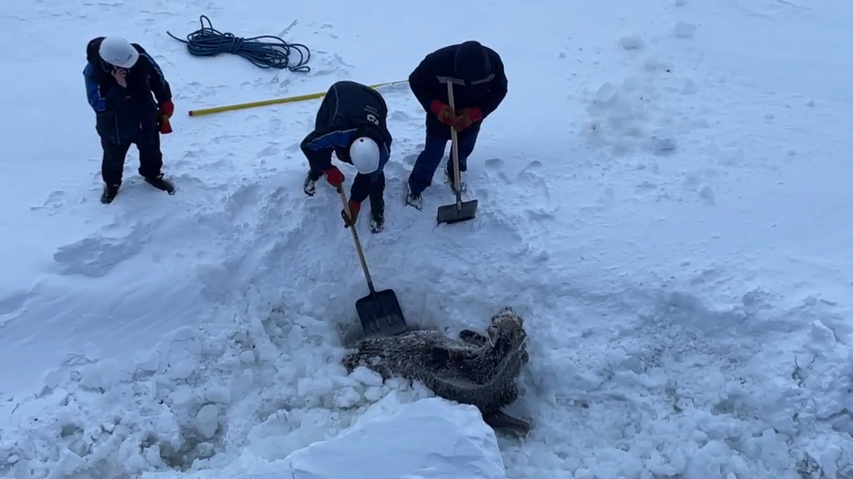     Лосиху спасли из ледяного плена на севере Красноярского края