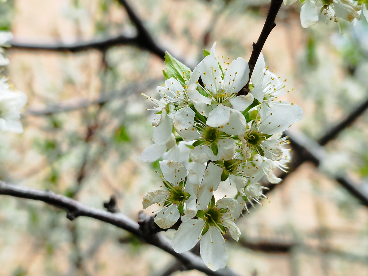Надо будет летом обратить внимание, какие плоды вырастают на этих деревьях. Фото из личного архива автора.