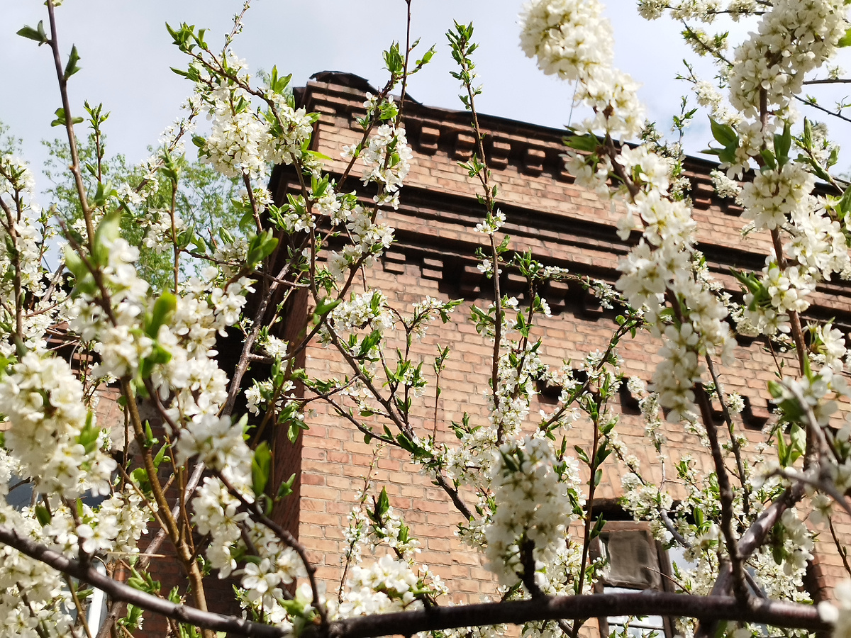 Красноярск. Цветущие деревья на улице Малиновского. Люблю эти старые кирпичные дома. Фото из личного архива автора