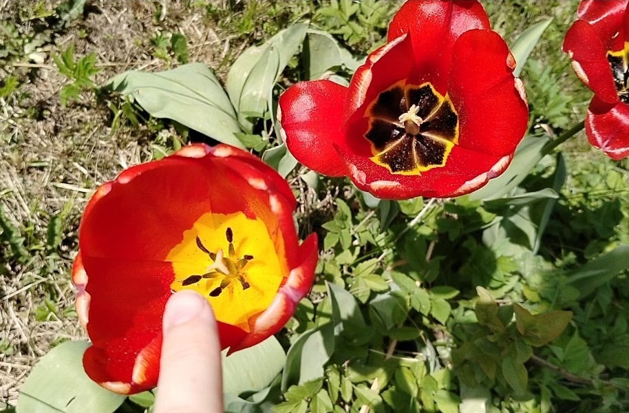Мои тюльпаны сортов 'Салют' и 'Парад'. Фото автора @Маша Генералова