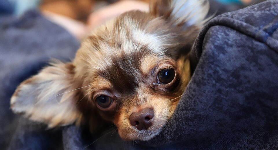    Razmik Zackaryan/URA.RU / www.globallookpress.com