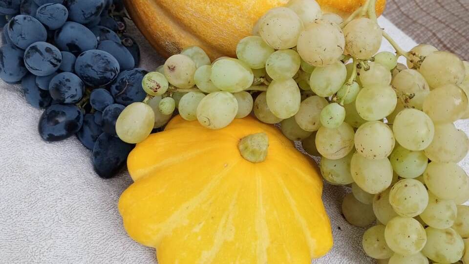 Какой виноград самый прибыльный – рассказывает главный агроном