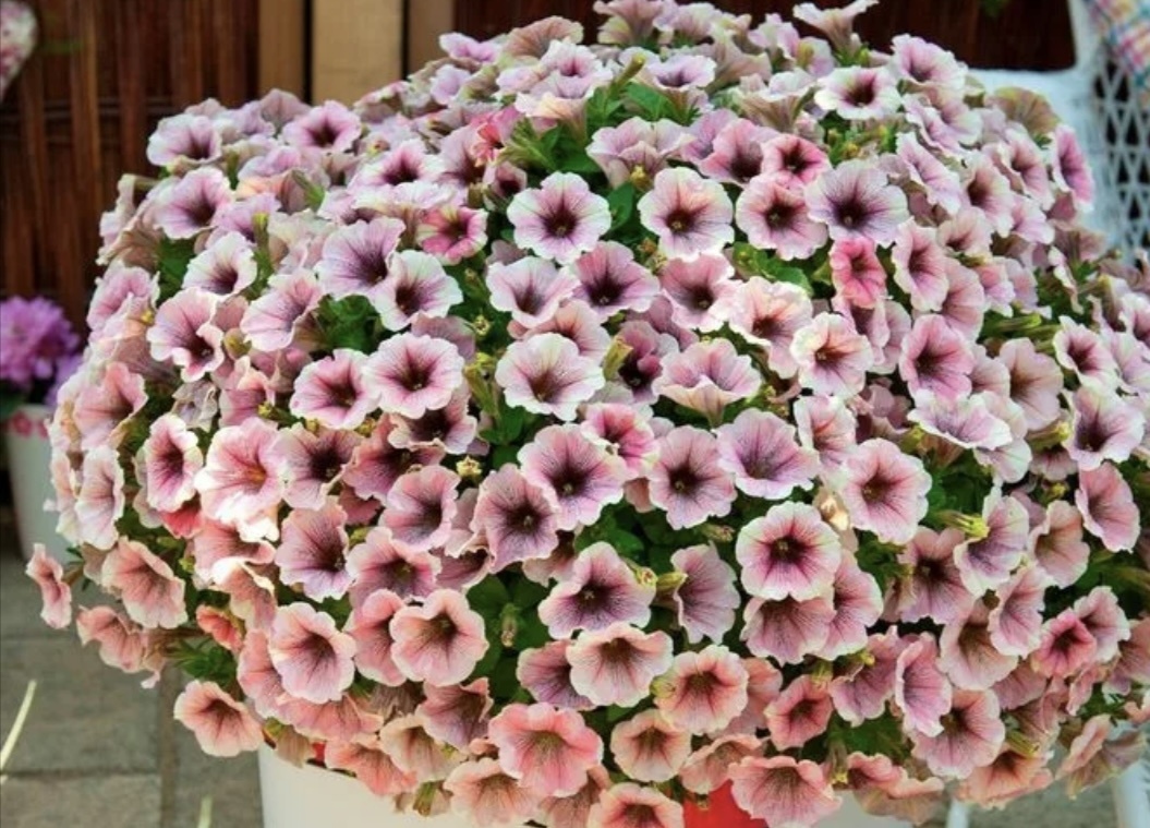 Позаимствовано из пинтерест