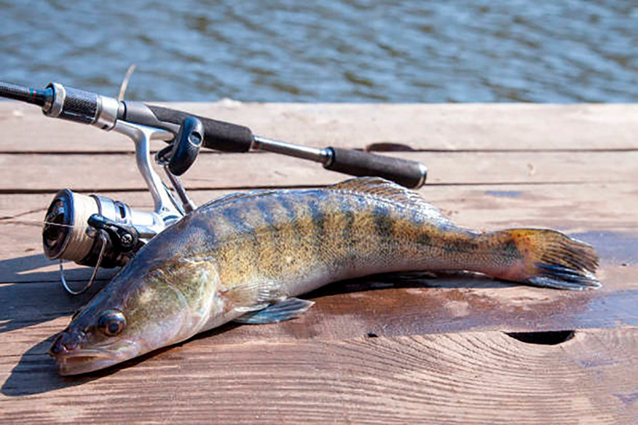     Запрет на лов судака в Беларуси действует до 30 мая