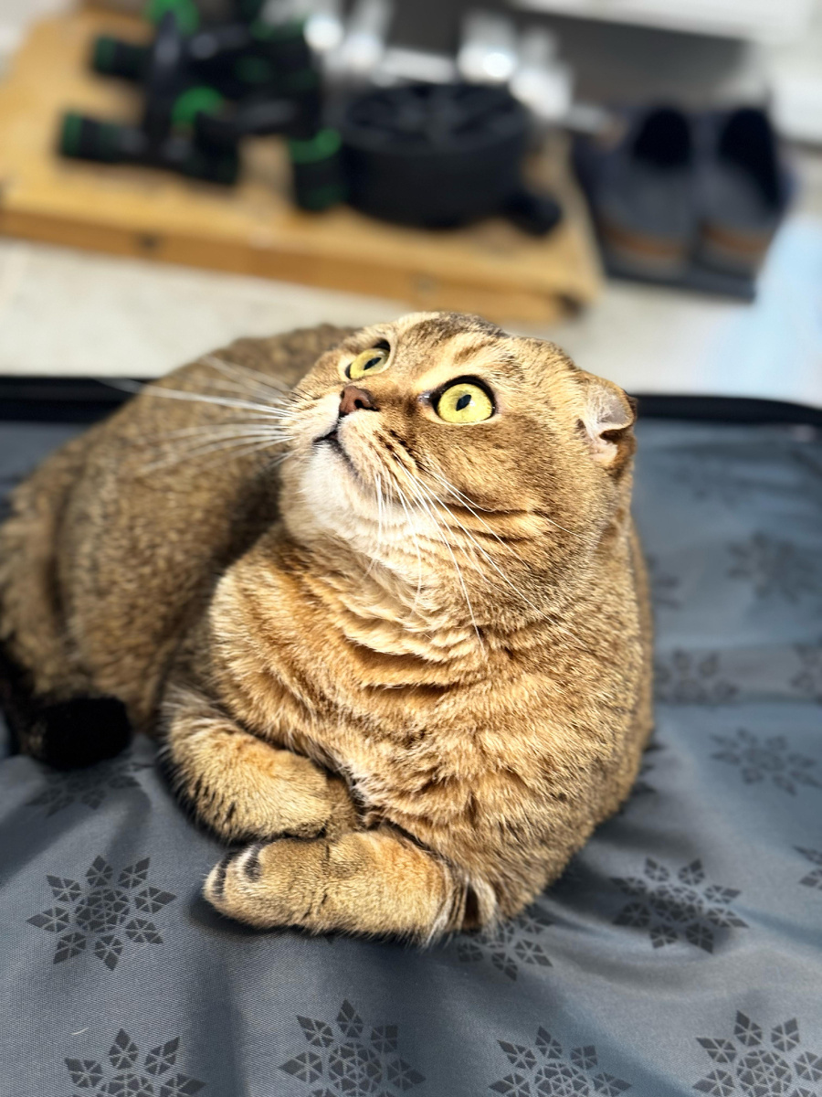 Мэй Ли ((из личного архива)