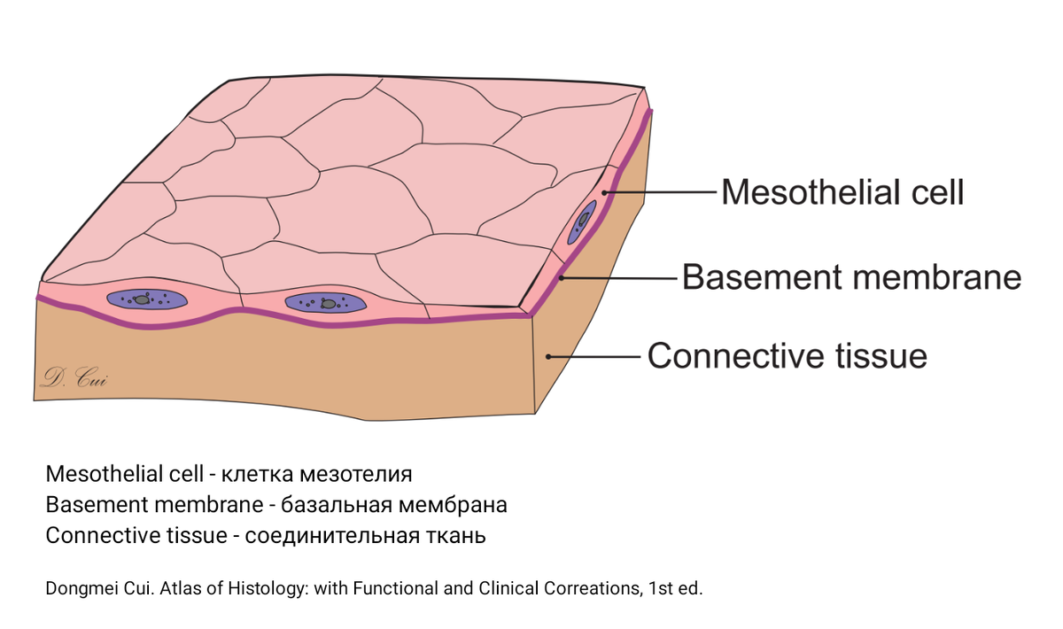 Схема строения серозной оболочки