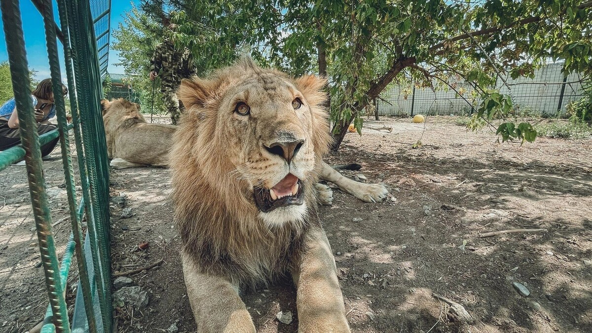     Источник: novostivolgograda.ru