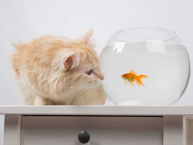    Фото: 123RF/madhourse