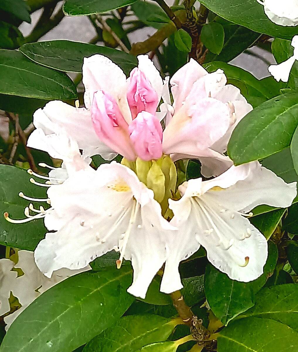 Цветущий рододендрон