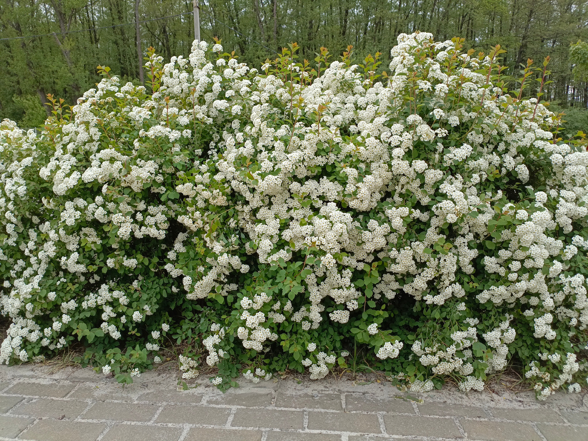 Как он называется?