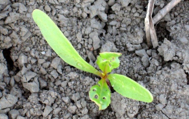    Борьбу с блошками, надземными ногохвостками и трипсами в свекловичном поле можно поручать энтомофагам