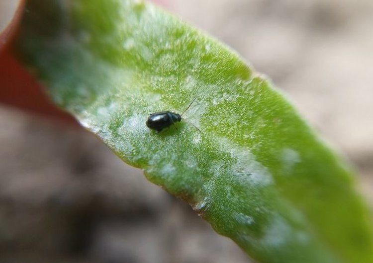     Борьбу с блошками, надземными ногохвостками и трипсами в свекловичном поле можно поручать энтомофагам

