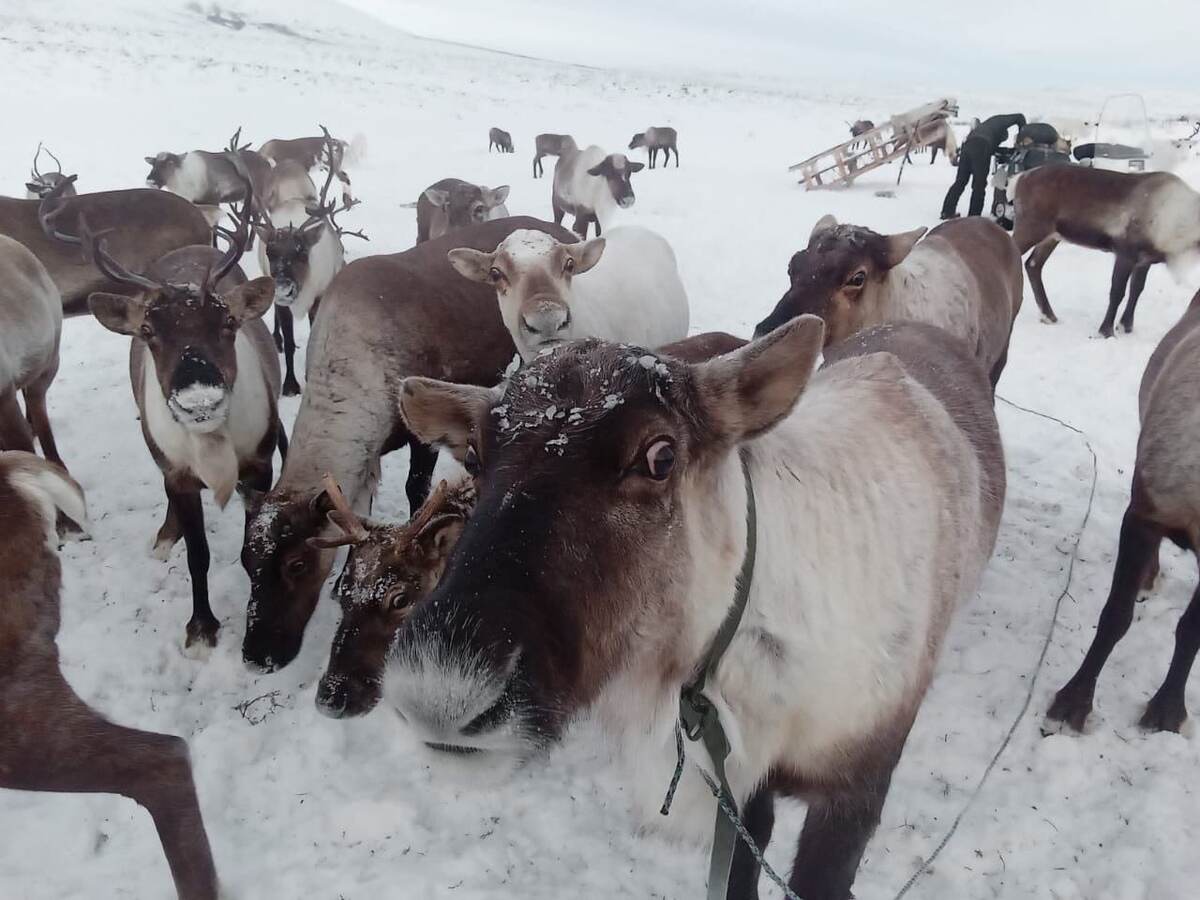  Крайний Север - это поиск себя и своего Я