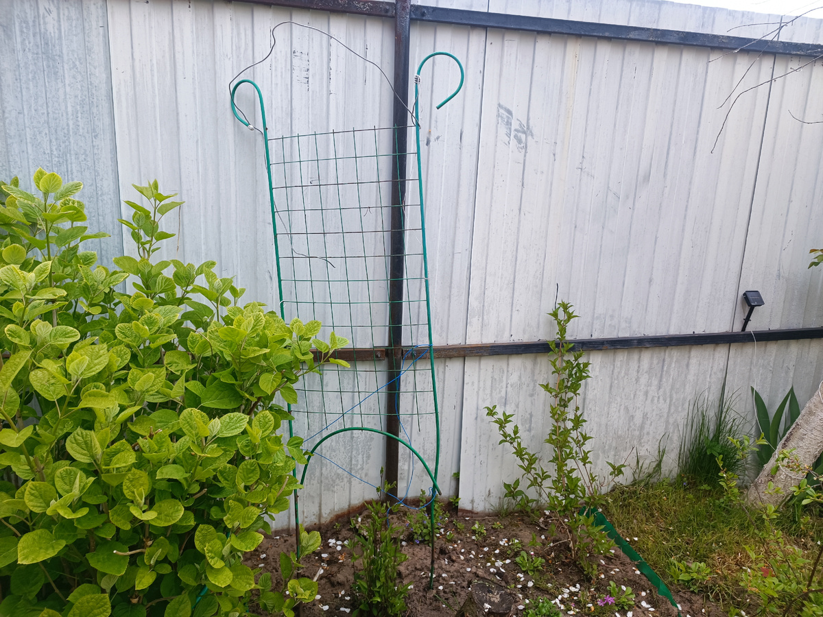 Бабушка опять пристроила к клематису металлолом, так что в ближайшее время придется делать 🤦‍♀️