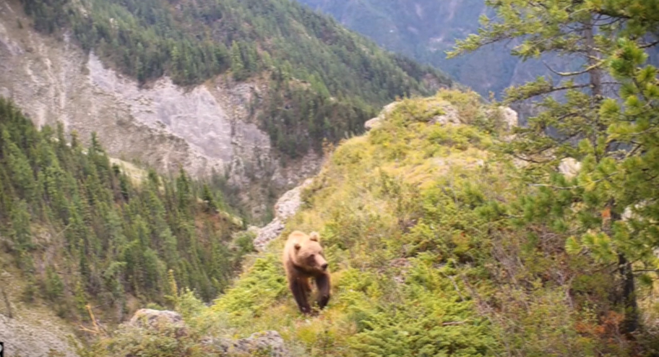    Прогулка бурого медведя в долине реки Аргут. Источник: Телеграм-канал Сайлюгемского нацпарка