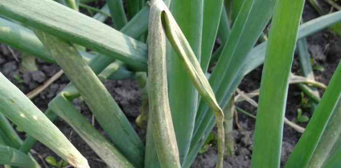 Наиболее распространённые пероноспороз или ложная мучнистая роса