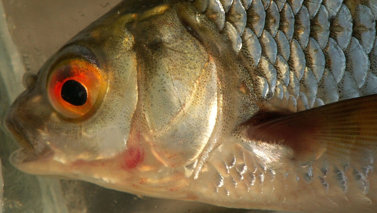     Автор: wikimedia.org