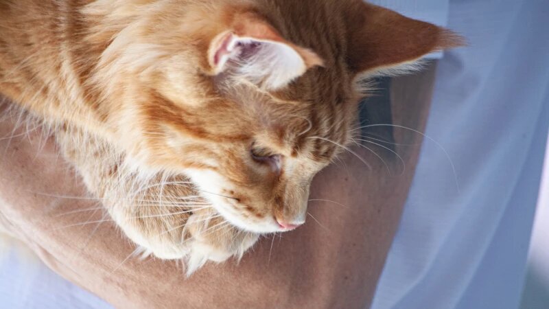     Большая выставка клуба любителей кошек «Демарис» в Барнауле Дарья Беркетова