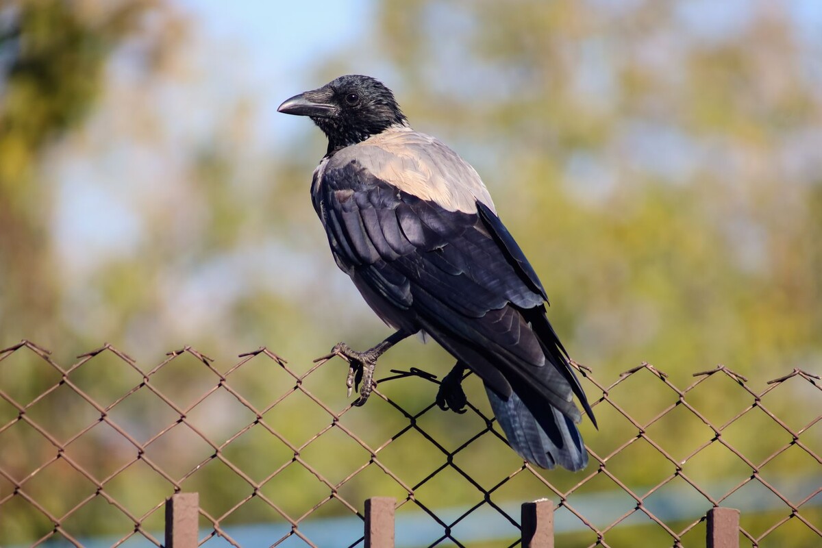     / Источник: © Elena Mayorova/Global Look Press