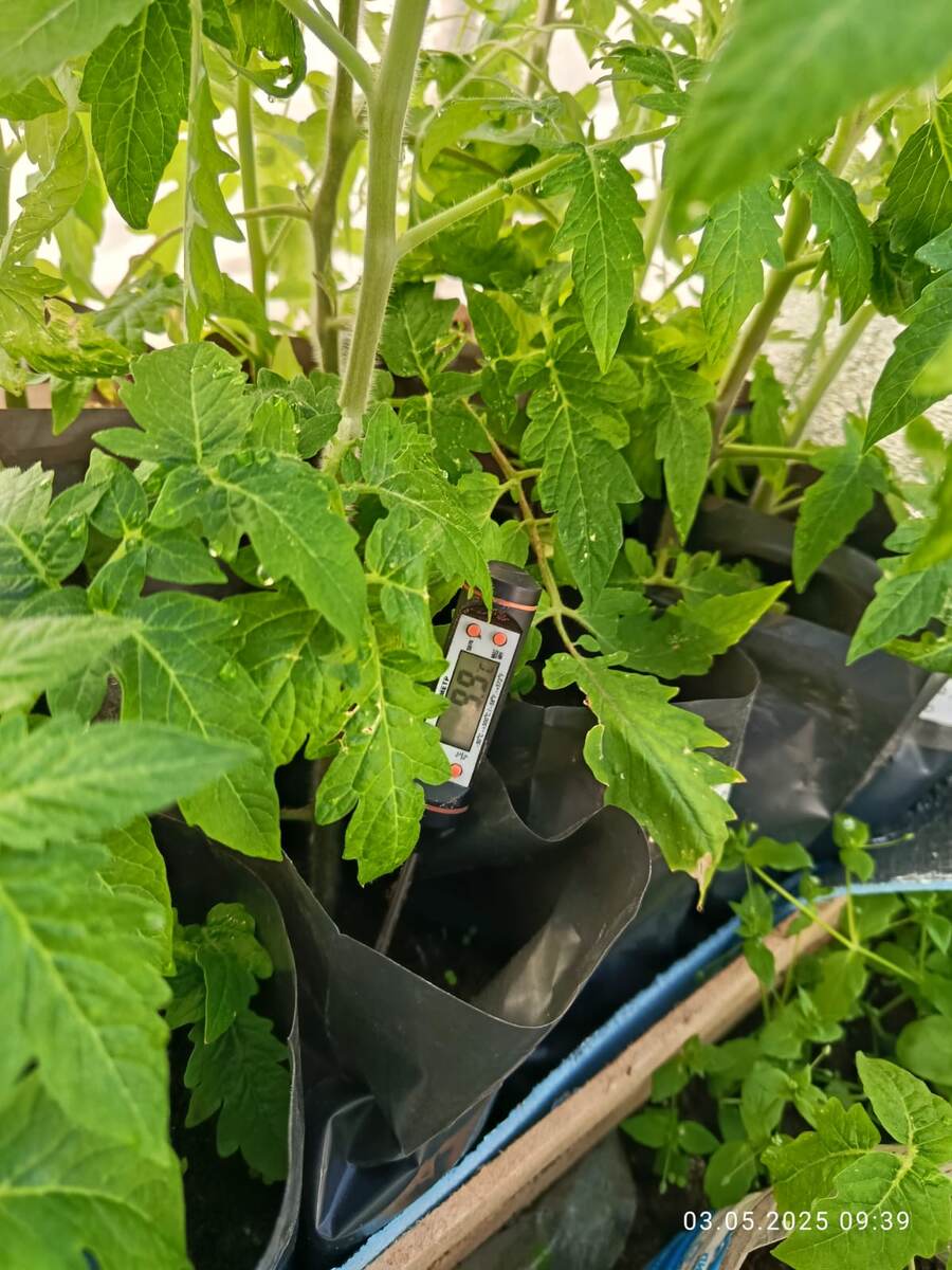 Томатные гномы. Дата фото 3 мая