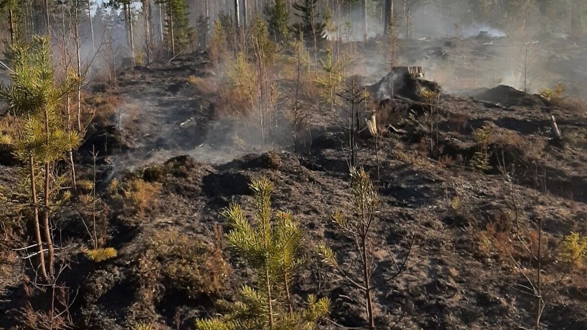     Источник: ГКУ РК «Сортавальское центральное лесничество»
