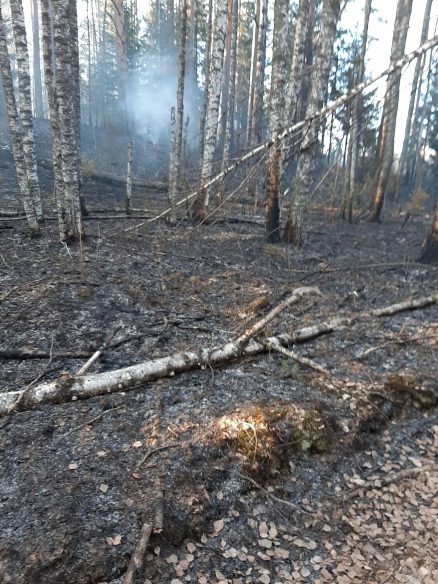     Источник: ГКУ РК «Сортавальское центральное лесничество»