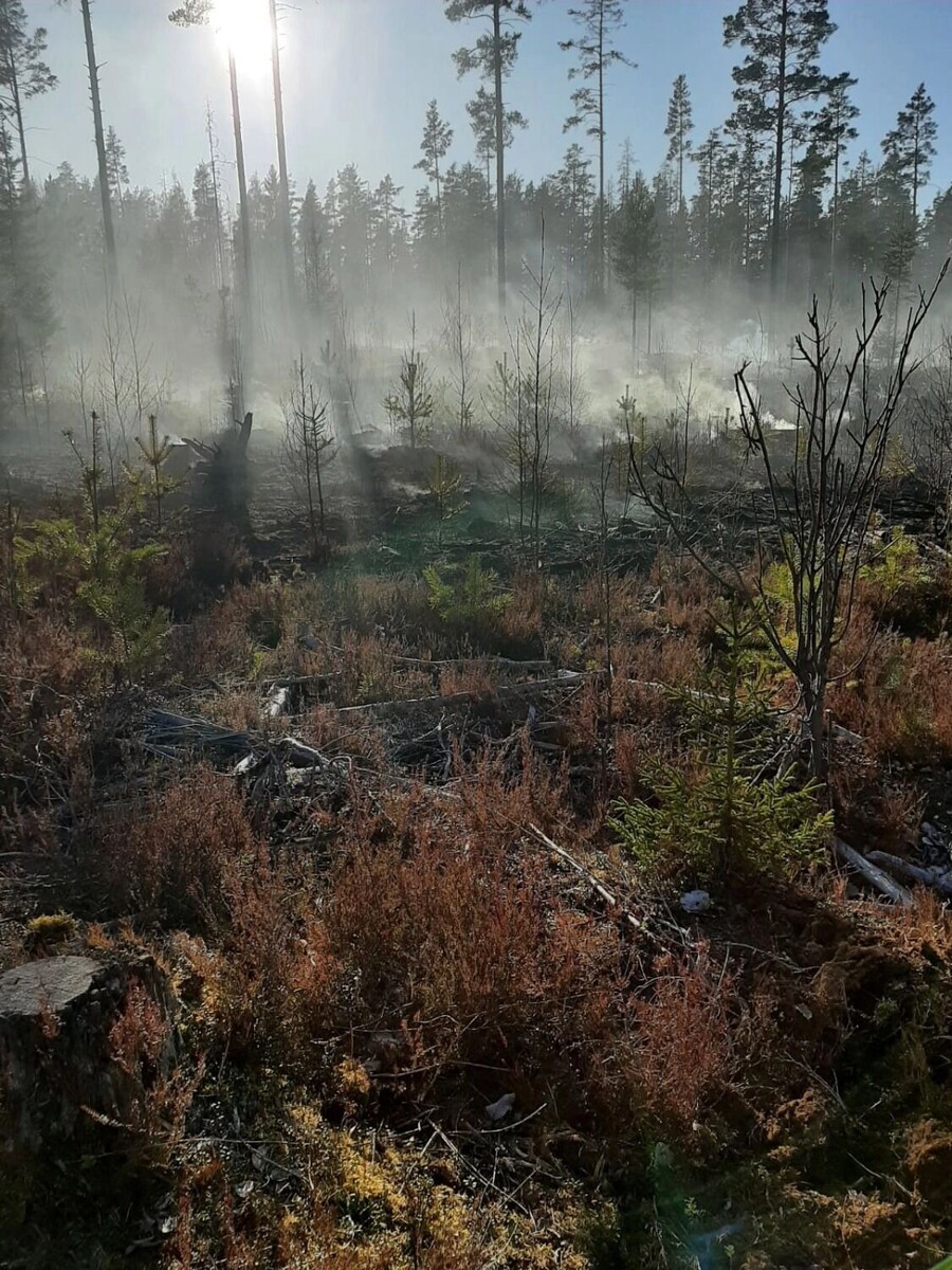     Источник: ГКУ РК "Сортавальское центральное лесничество"