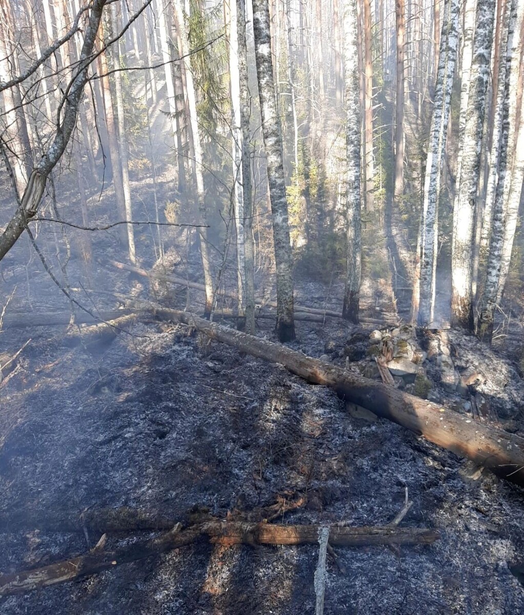     Источник: ГКУ РК "Сортавальское центральное лесничество"