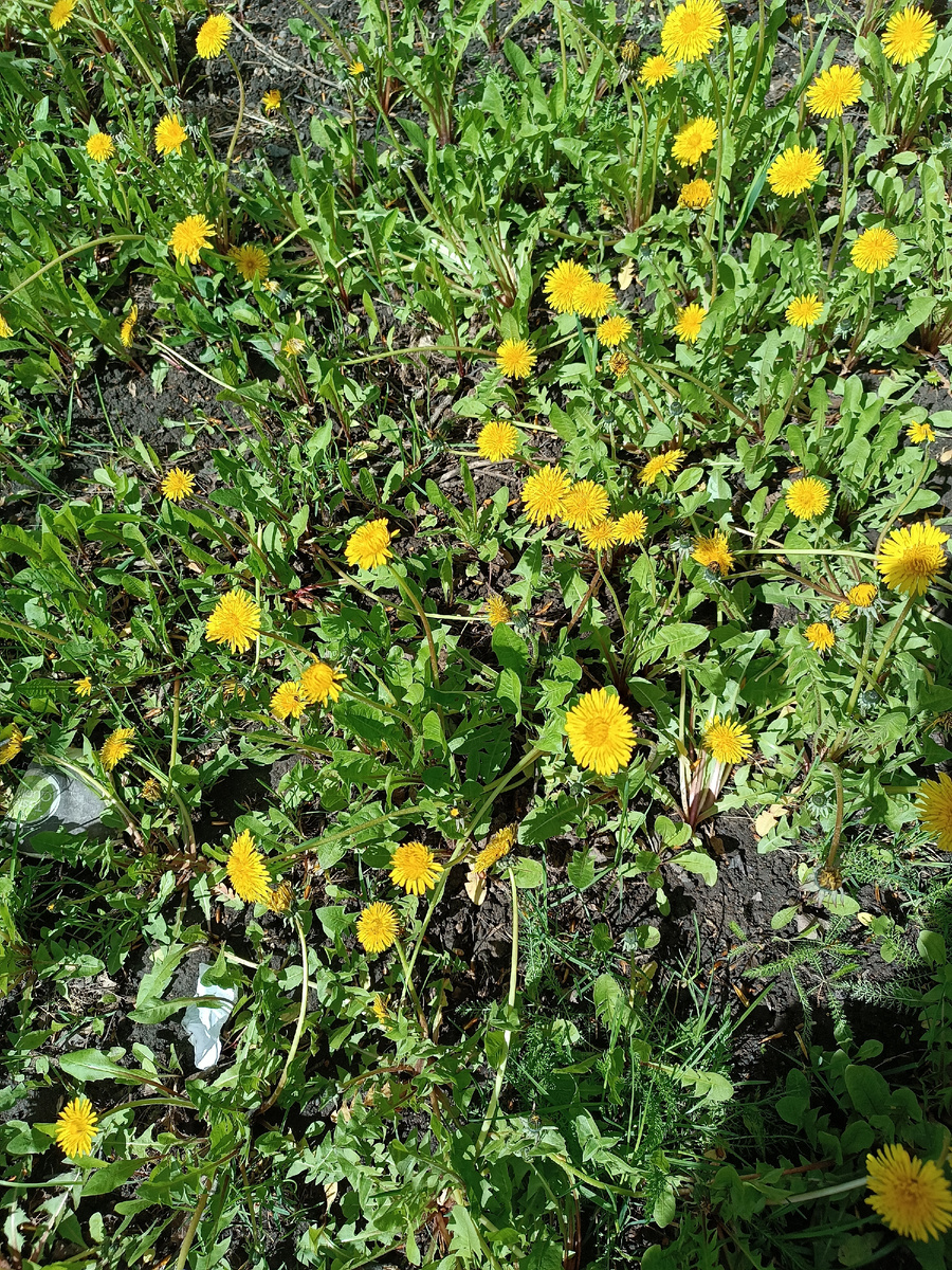 Как видите, в городе везде среди цветов мусор