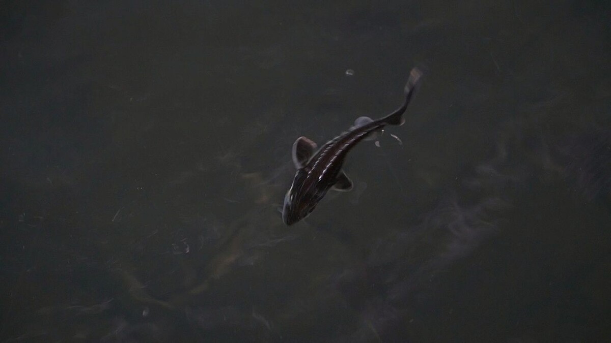    Фото: телеканал «Краснодар»