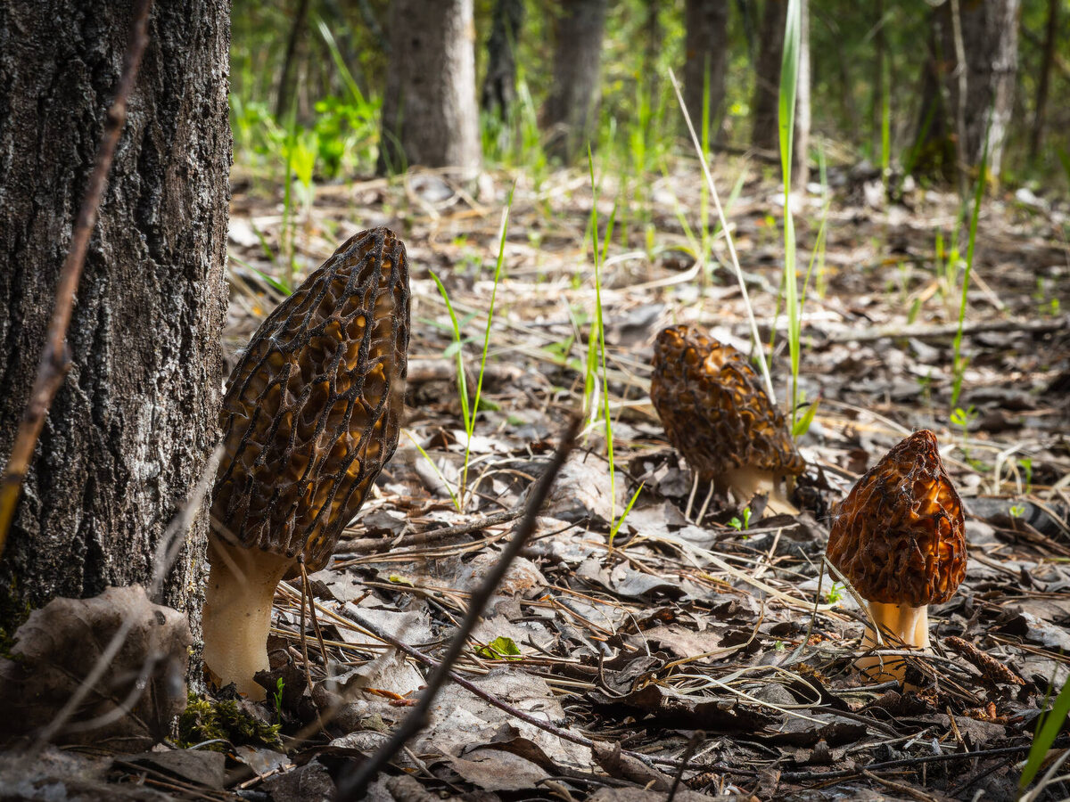 Уже пылят, конечно - но это всё-таки сморчки! (автор фото Valerius_BBQ)